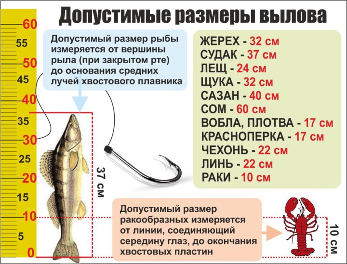 Общий допустимый улов. Размер судака для ловли. Допустимые Размеры вылова рыбы. Размеры рыб для ловли. Допустимый размер рыбы разрешенный к вылову.